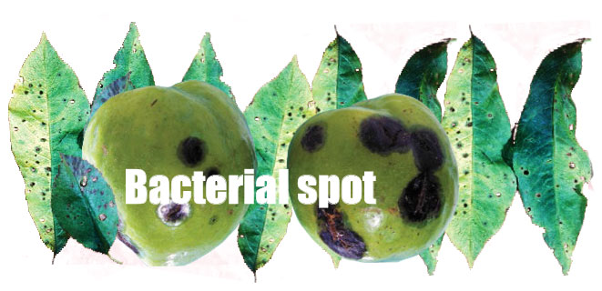 Bacterial spot in stonefruit